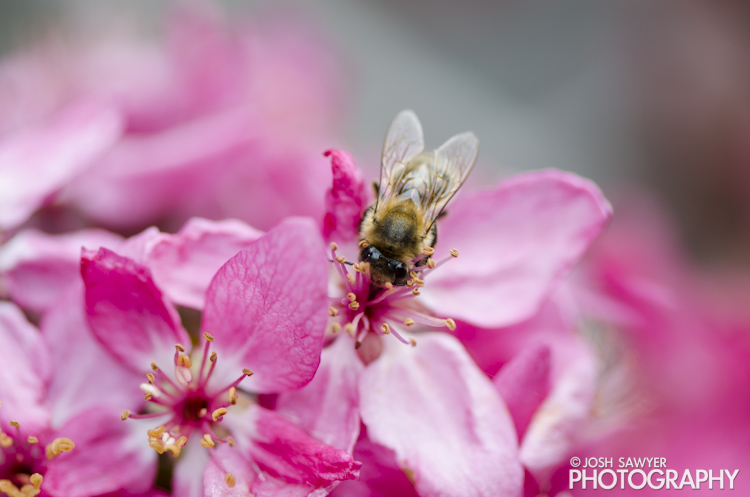 josh sawyer, josh sawyer photography, spring, spring time, flower, macro, bee, apple blossoms