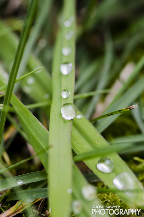 josh sawyer, josh sawyer photography, spring, spring time, grass, macro, rain on grass. dew on leaves