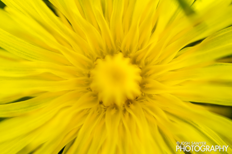 josh sawyer, josh sawyer photography, spring, spring time, flower, macro, yellow flower