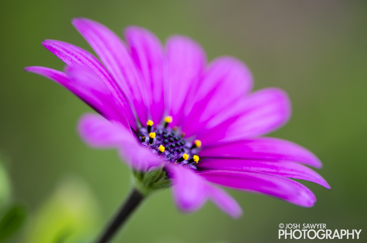 josh sawyer, josh sawyer photography, spring, spring time, flower, macro, purple flower, african daisy