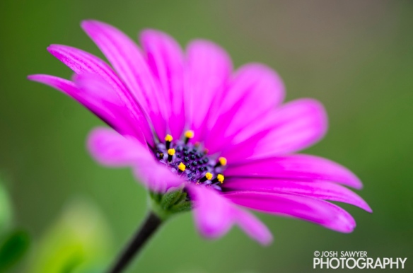 josh sawyer, josh sawyer photography, spring, spring time, flower, macro, purple flower, african daisy